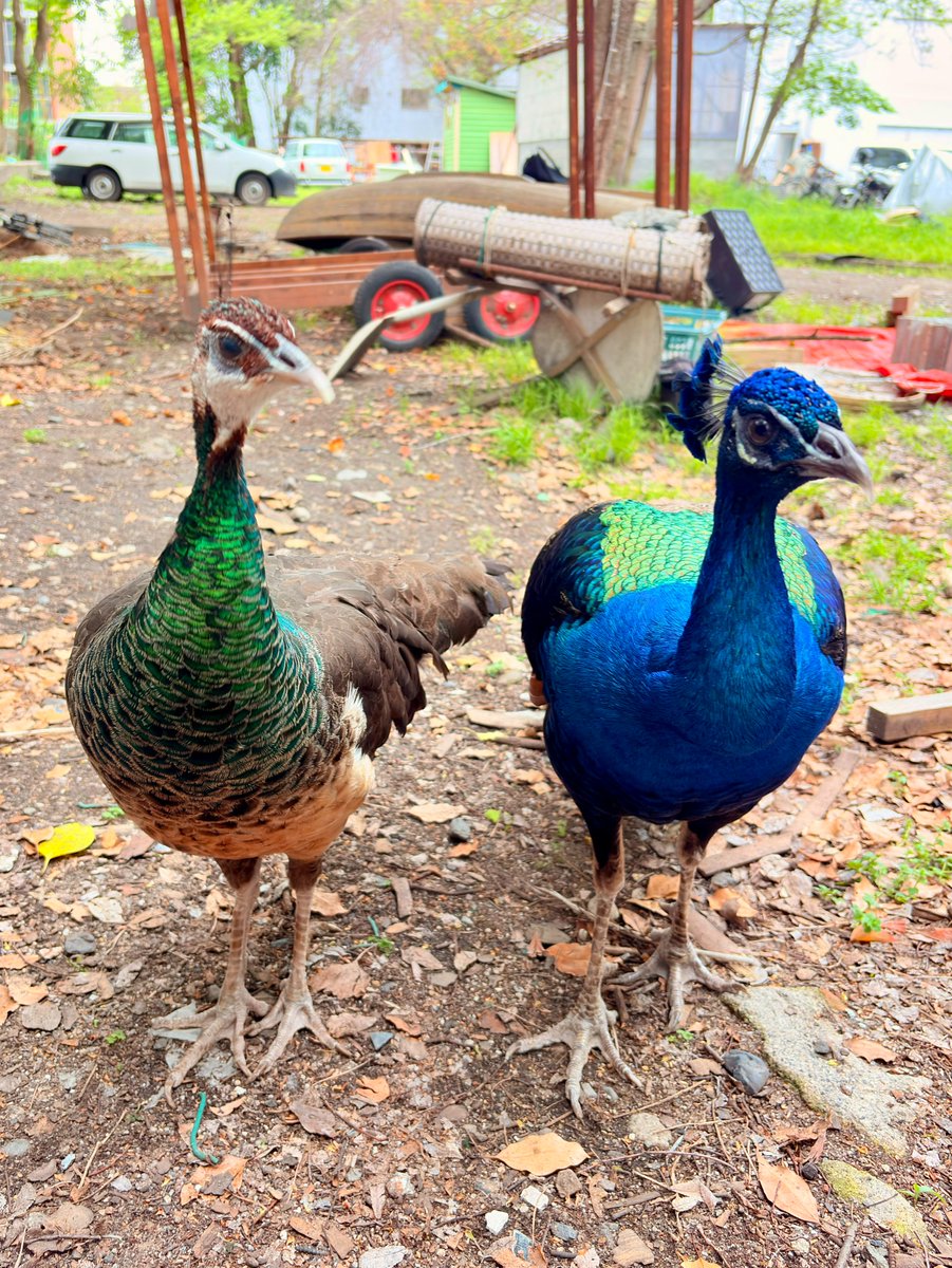 京都大学クジャク同好会 tweet media