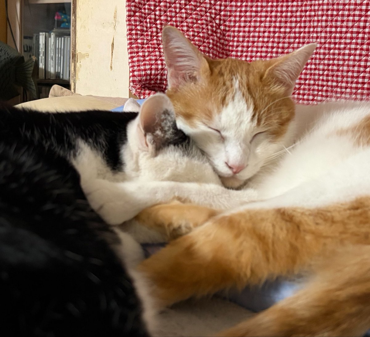 vegelovecat's tweet image. おはよー
4:55出発早朝散歩 今朝も最後公園一個追加するといい2.9キロ 朝は冷んやり気持ちがいいね
昨夜の夕飯 きゅうり 温キャベ カリッと焼いた油揚げはおろしネギ ジャガ玉小松菜味噌汁 ごはん 納豆
 #vegan #ヴィーガン #保護猫を家族に