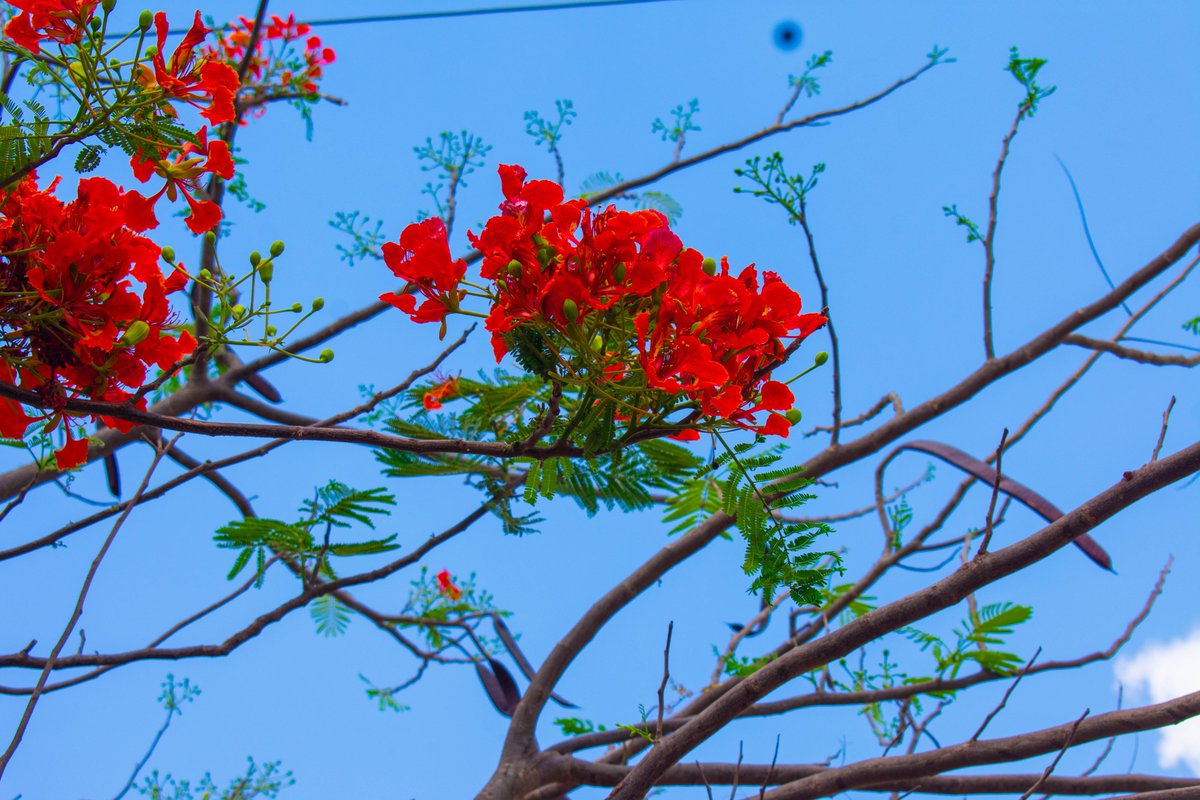 shadesofusafric's tweet image. Photography and storytelling are part of how we do this.

So… enjoy the pictures, taken from their perspectives.

#ShadesofUs
#CapacityBuilding