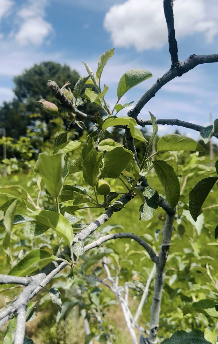 wavescider's tweet photo. Happy Earth Day from the Orchard 🌎 The trees have woken up and apple blossoms are starting to set fruit. 80 different varieties out there doing their thing! We still have a little time before this fruit makes it into a glass, but we’re getting close 🍏 🌳 🍎 https://t.co/SSNRcm37Td