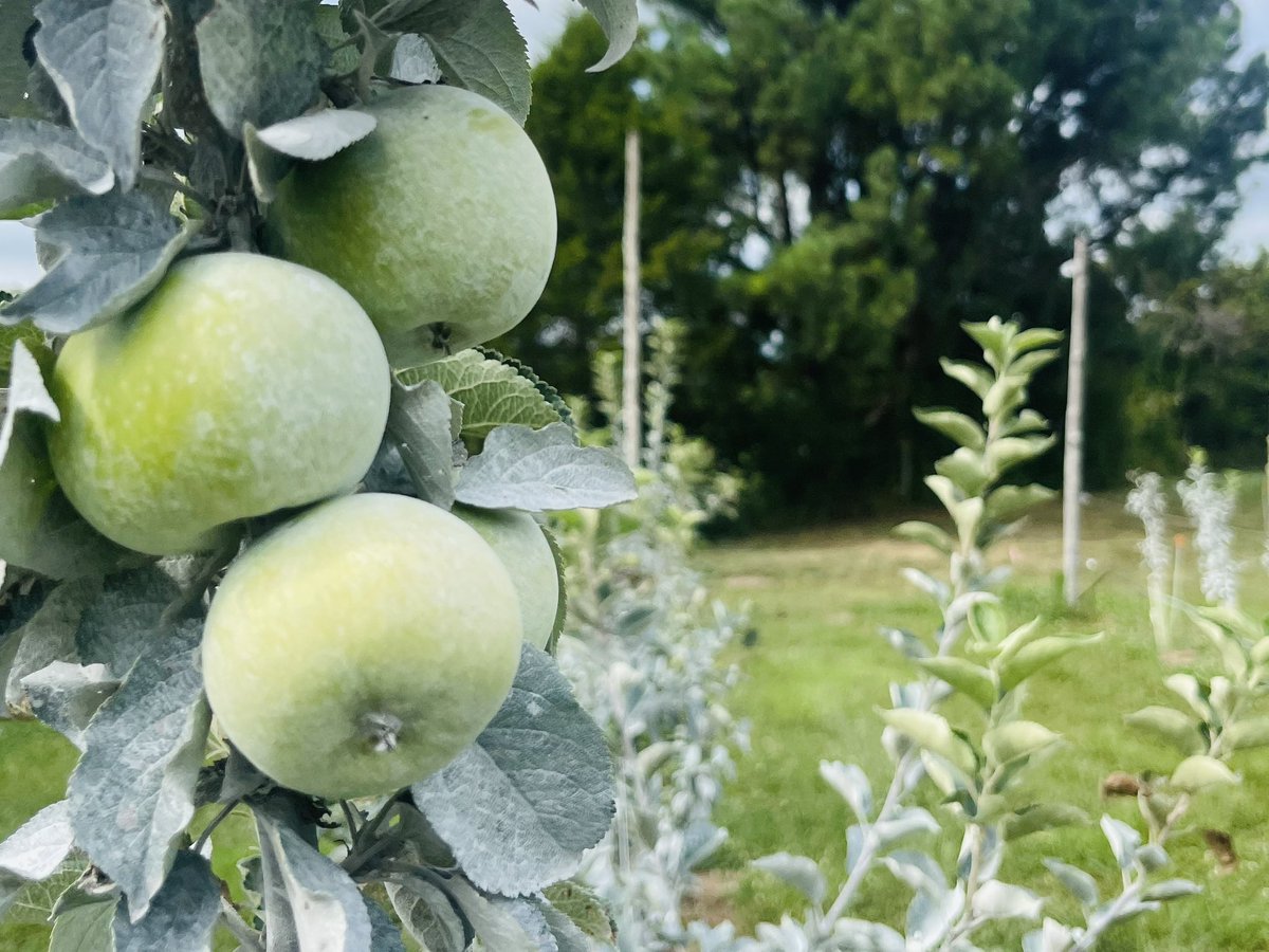 wavescider's tweet photo. Happy Earth Day from the Orchard 🌎 The trees have woken up and apple blossoms are starting to set fruit. 80 different varieties out there doing their thing! We still have a little time before this fruit makes it into a glass, but we’re getting close 🍏 🌳 🍎 https://t.co/SSNRcm37Td