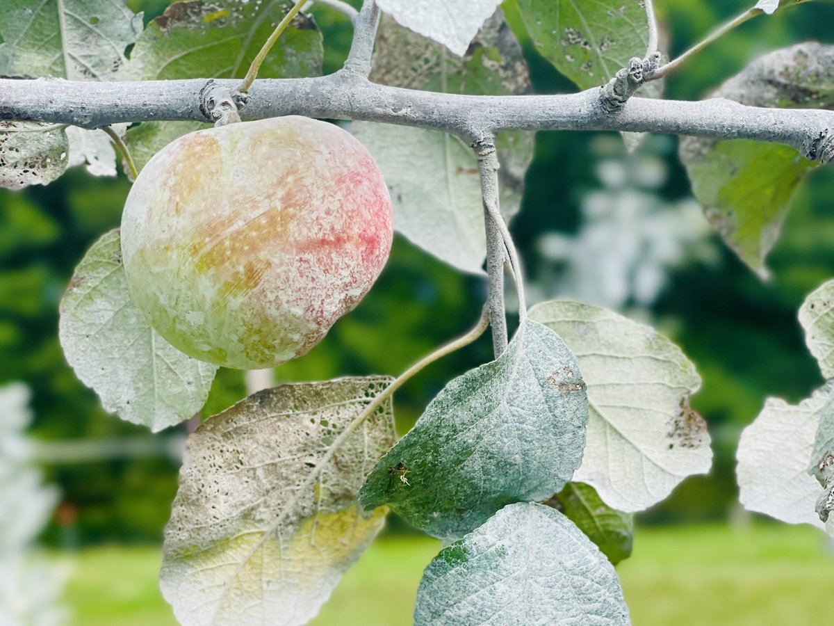 wavescider's tweet photo. Happy Earth Day from the Orchard 🌎 The trees have woken up and apple blossoms are starting to set fruit. 80 different varieties out there doing their thing! We still have a little time before this fruit makes it into a glass, but we’re getting close 🍏 🌳 🍎 https://t.co/SSNRcm37Td