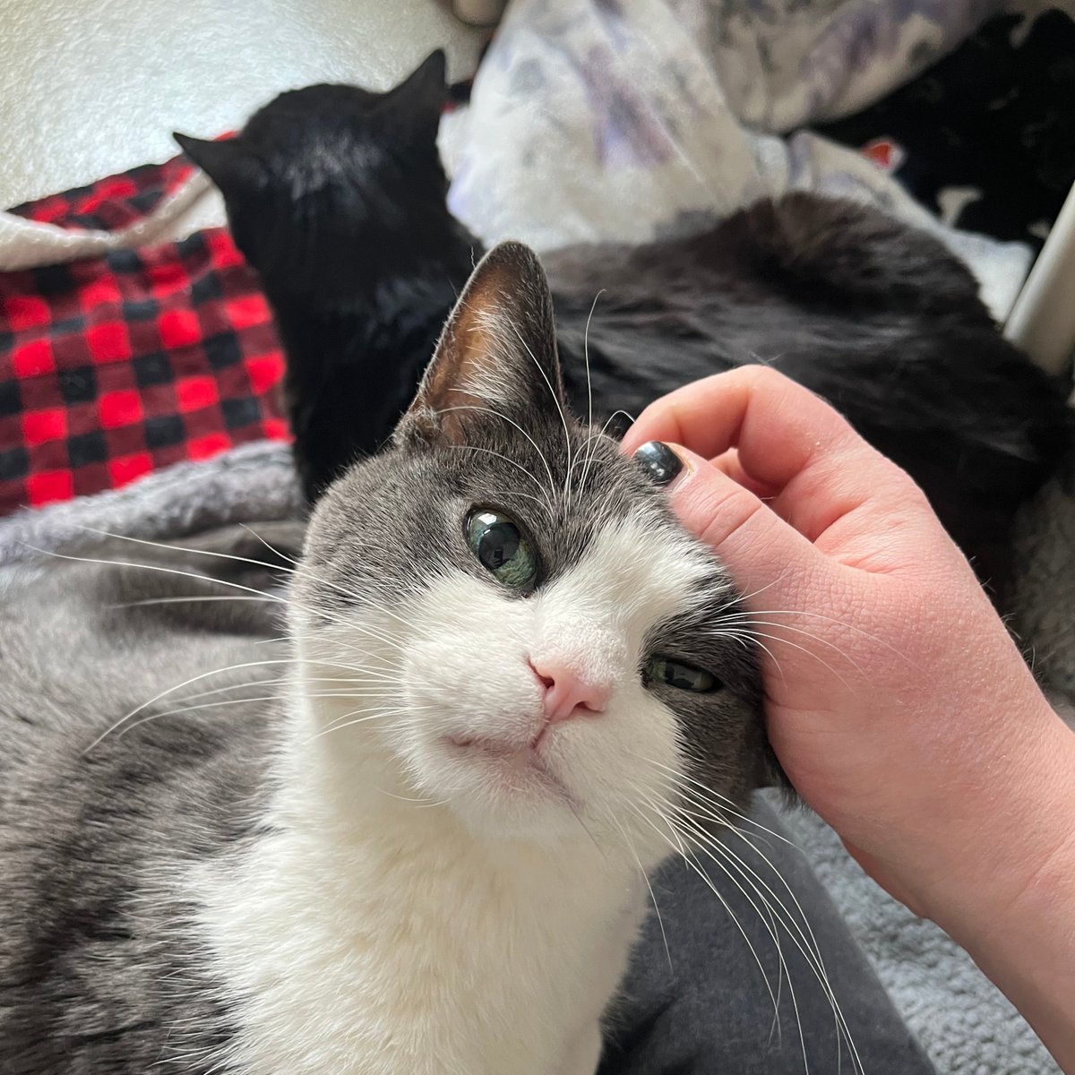 Tree House Humane Society tweet media