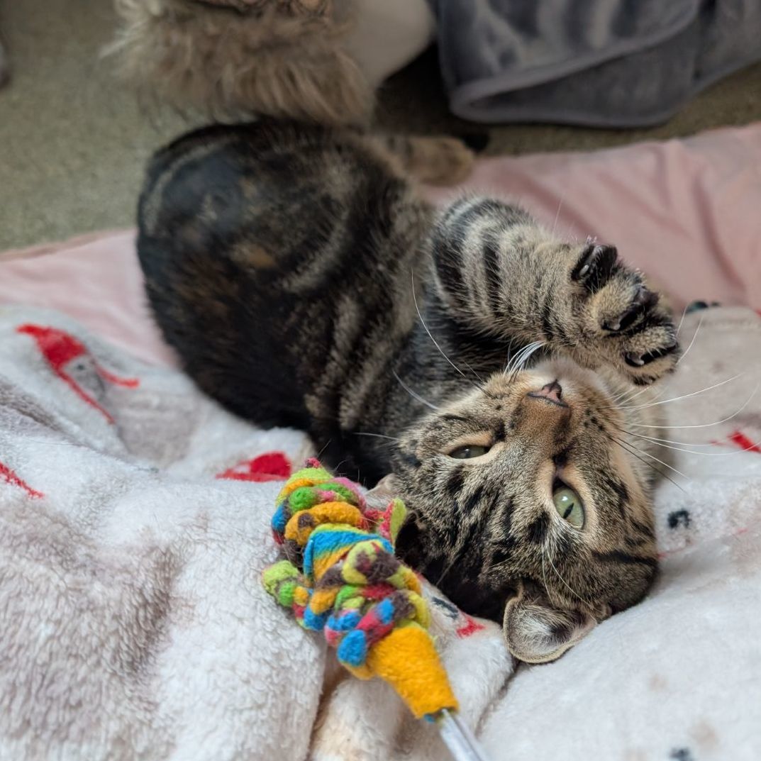 Tree House Humane Society tweet media