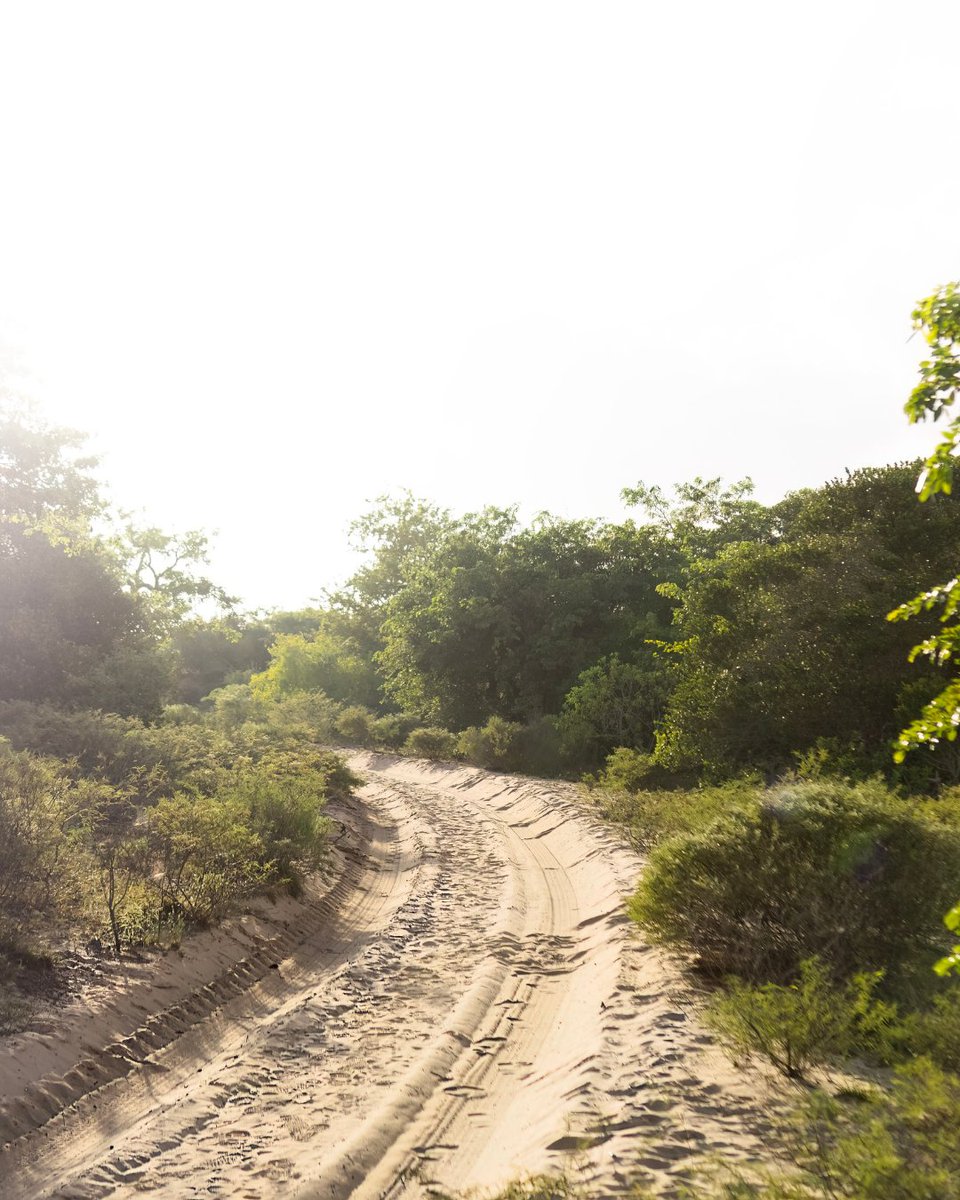 At Pambele, conservation is not something separate from the experience — it is the experience. 

Earth Day reminds us that some of the most powerful work happens quietly. Protecting fragile ecosystems, respecting coastal biodiversity, and creating space for nature to exist.