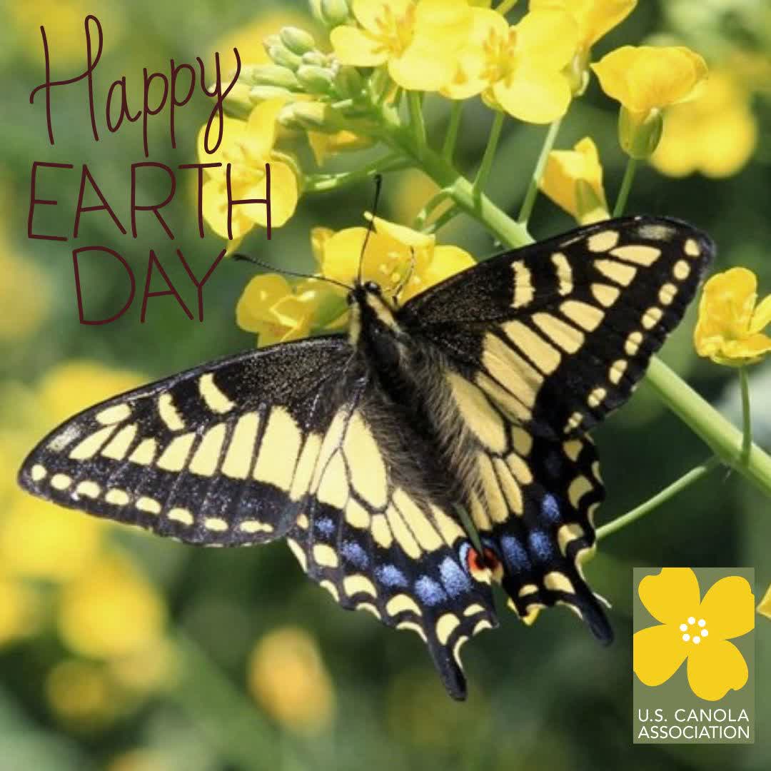uscanola's tweet image. 🌎 #EarthDay | Growing a more sustainable future with canola 🌱

#Canola supports soil health, helps reduce emissions, provides pollinator habitat and produces more with less.

Growers continue improving sustainable practices every season. bit.ly/4byZDrj

#SustainableAg