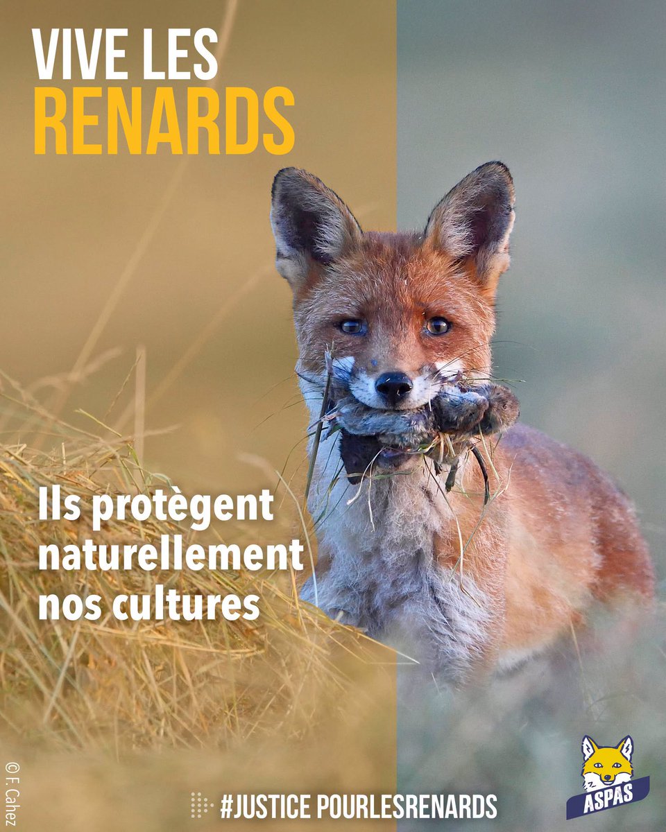 Le renard joue un rôle écosystémique majeur. Ce prédateur régule les populations de rongeurs, limitant ainsi les dégâts agricoles et la propagation de la maladie de Lyme. Il élimine les individus malades ou morts, contribuant à la santé globale des écosystèmes.