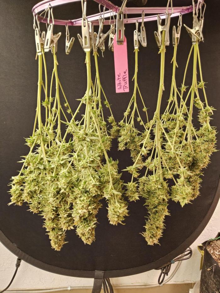 MSNL Seeds tweet media