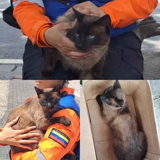 Este felino apareció cruzando de la bomba de la castellana a pan de tata, está castrado, tiene aproximadamente 4 años es dulce, dócil y manejable. Tiene los pulpejos lesionados por caminar en la calle, se ve que no está acostumbrado a la calle y tiene marca de collar.
04242633641