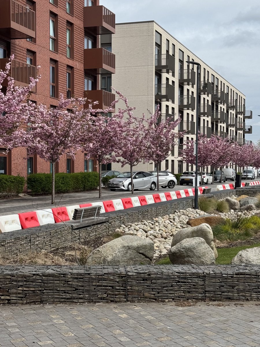 Feltip1982's tweet image. It’s during Spring you see the wonderful legacy across #Birmingham of blossom. The @nationaltrust ring of blossom is a natural extension of beautiful planting &amp;amp; always great to see new developments and streets planted with trees #blossomwatch