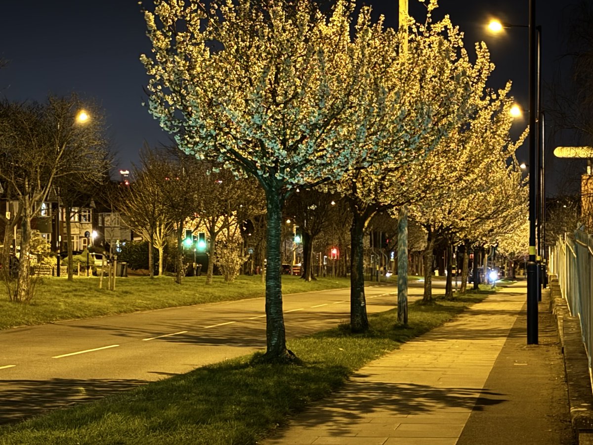 Feltip1982's tweet image. It’s during Spring you see the wonderful legacy across #Birmingham of blossom. The @nationaltrust ring of blossom is a natural extension of beautiful planting &amp;amp; always great to see new developments and streets planted with trees #blossomwatch