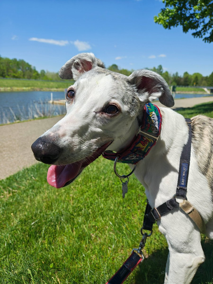 JeniCinci's tweet image. Frankenstein went to park today... His favorite. #frankenstein #whippet #greatparks #miamiwhitewaterforest