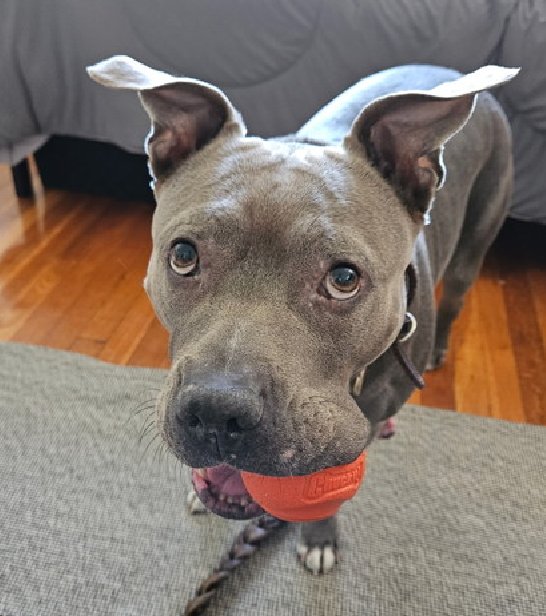 NMBewitched's tweet image. The Power of #Animal people😘

Santi is Reserved🎉🙌🎉
@TAPNYACC will post details

Yes, Sweetheart someone will play ball with you soon