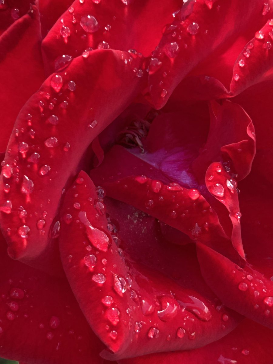 LauriJon's tweet image. Tears of a Rose. #photography