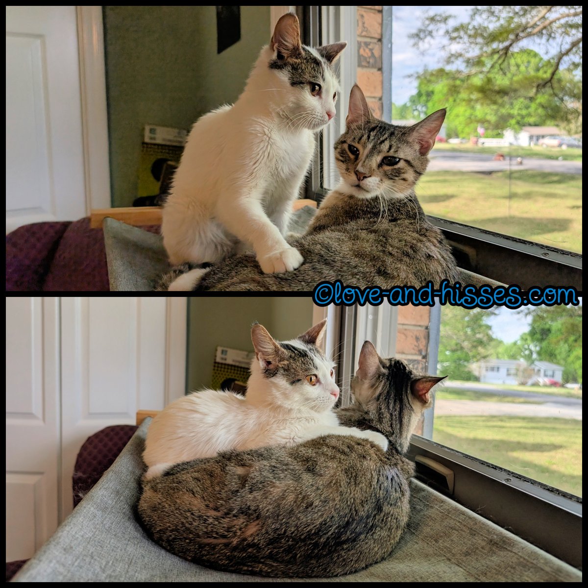 Reverb's face in that top picture is cracking me UP. "Oh, shoot. I stayed stationary too long, I'm about to become a danglebase!" (And then he did.)