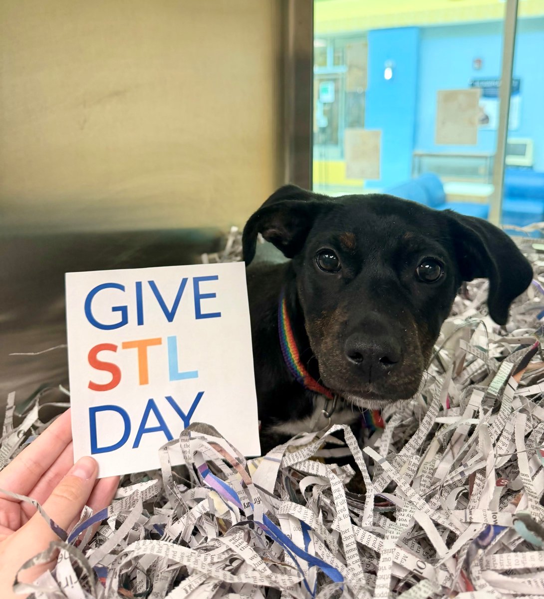 Humane Society of Missouri tweet media