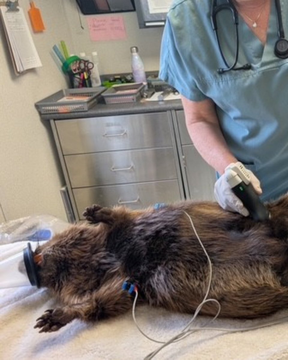 clariusmhealth's tweet photo. Our most Canadian patient yet. 🦫🍁 

The team at Shades of Hope Wildlife Rehabilitation in Ontario used Clarius to assess an injured beaver. Great care has no species limit. 

#ClariusVet #Canada #Ultrasound https://t.co/z5fseIm7R7