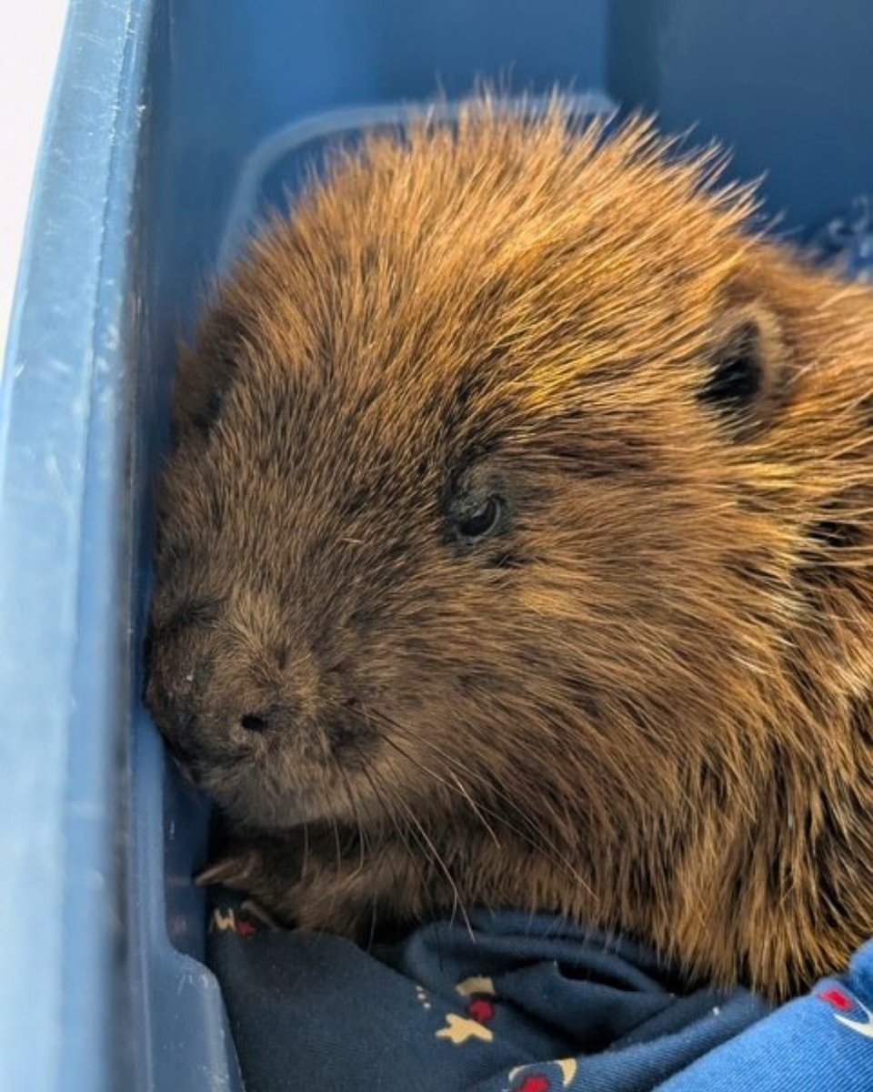 clariusmhealth's tweet photo. Our most Canadian patient yet. 🦫🍁 

The team at Shades of Hope Wildlife Rehabilitation in Ontario used Clarius to assess an injured beaver. Great care has no species limit. 

#ClariusVet #Canada #Ultrasound https://t.co/z5fseIm7R7