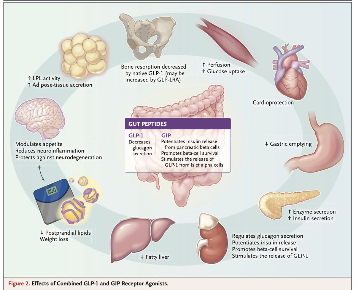 GutMicrobiota Health tweet media