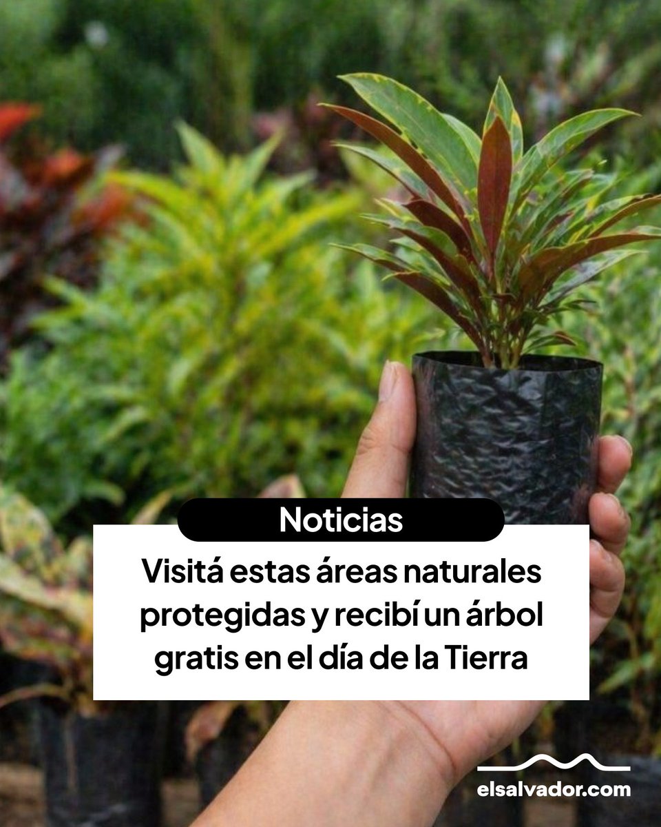 elsalvadorcom's tweet image. #Noticias | Medio Ambiente anunció entrega de arbolitos en áreas naturales protegidas. En San Salvador, también habrá distribución gratuita de plantas este 22 de abril.

Lee más 👉 elsalvador.com/noticias/nacio…