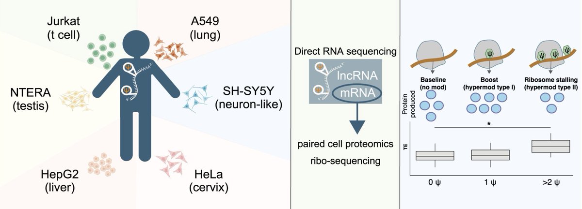 Sara Rouhanifard tweet media