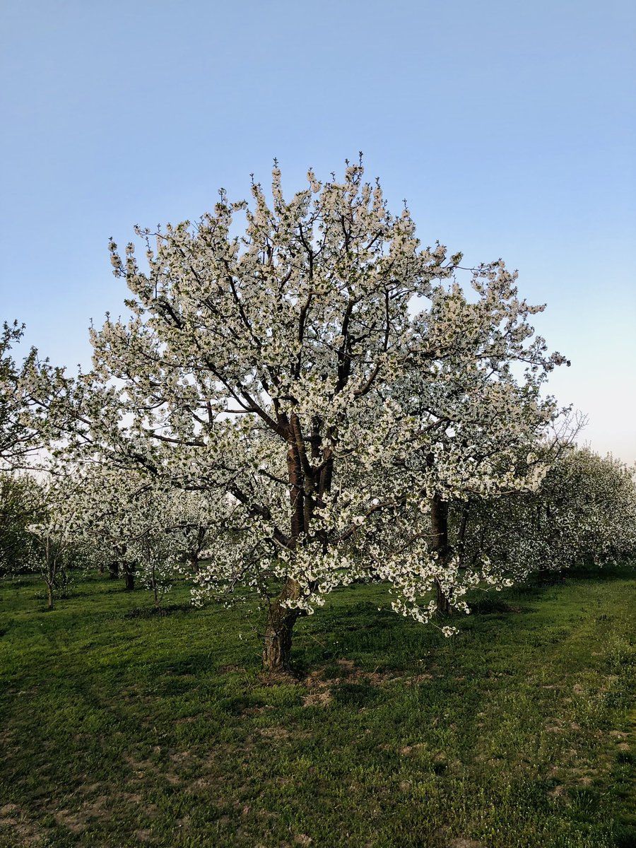 kamilturk's tweet photo. Açtı iki gözümüzün çiçekleri.. https://t.co/w7Yr1LCMPG