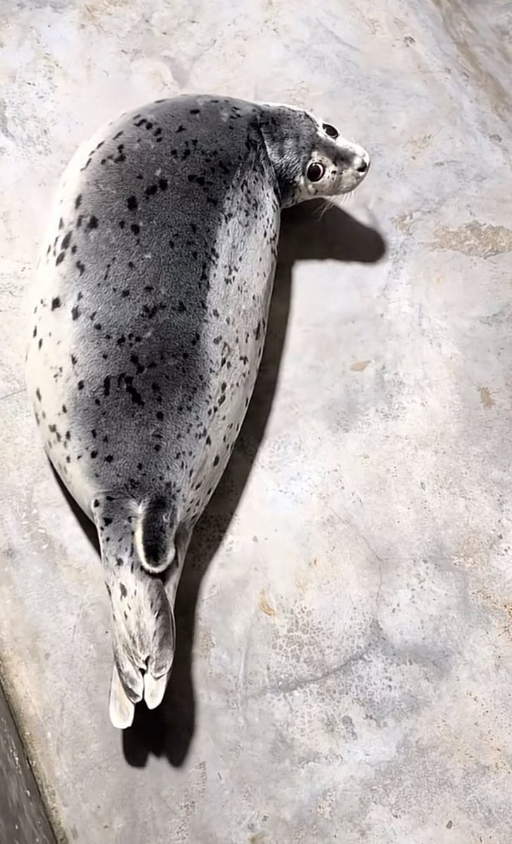 Herbuurna 🦭🇵🇷 tweet media