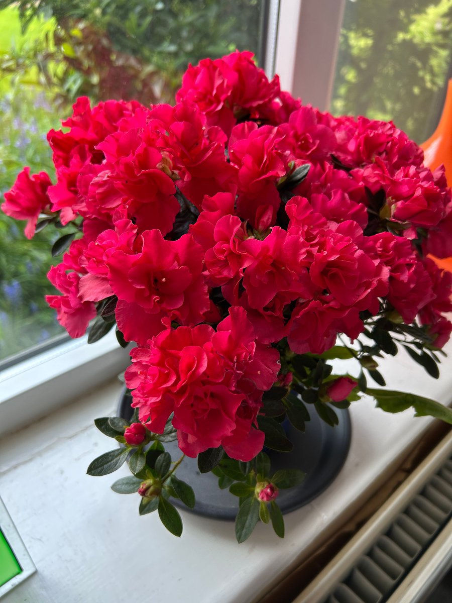 caron_allan's tweet image. got a new azalea - isn't this a gorgeous colour?

#azaleas #springtime #bloomscrolling #writerslife