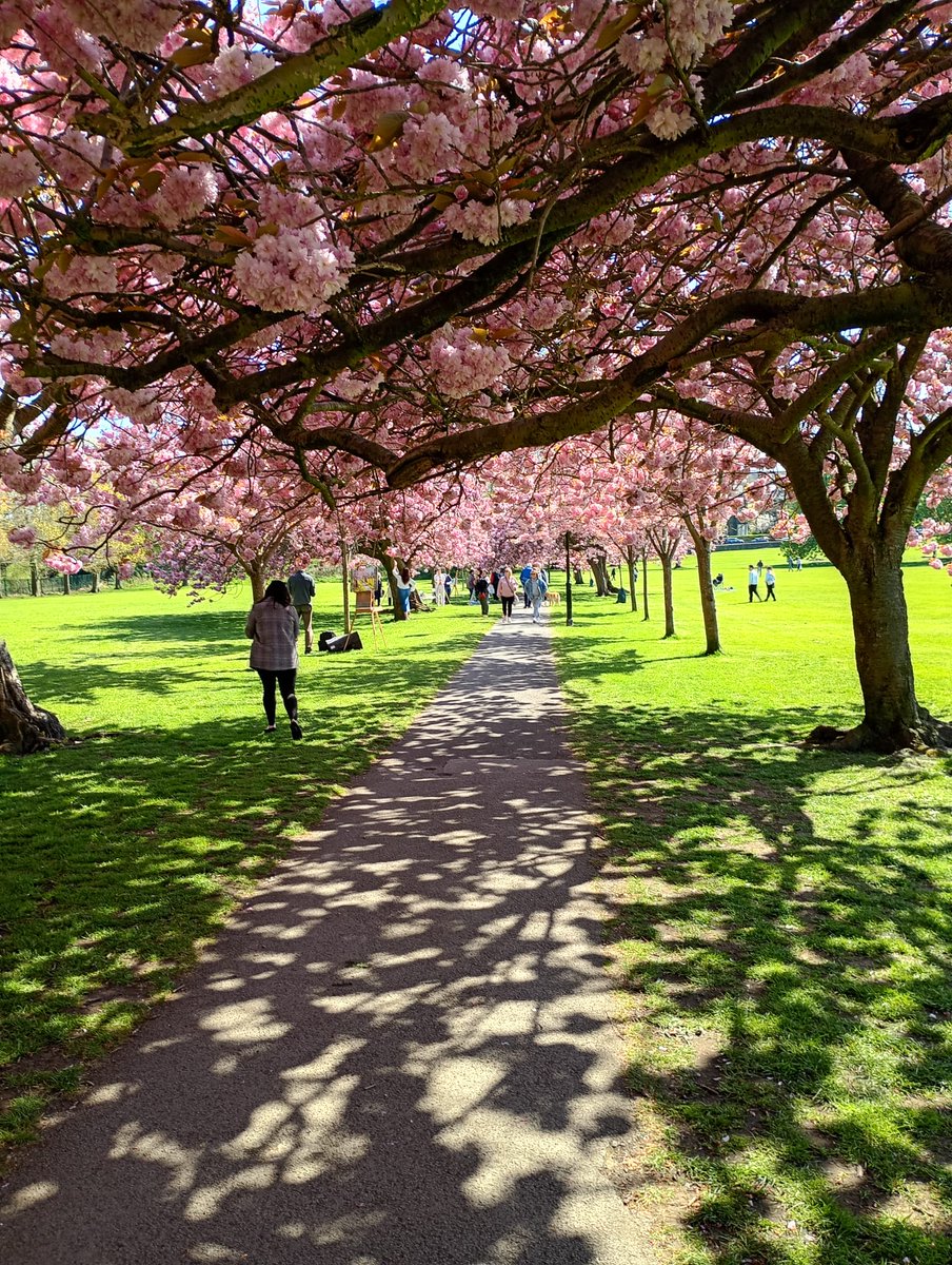 kpbooksnstuff's tweet image. A lovely sunny day today 🌞 Perfect for a stroll under the cherry blossoms on the Stray. 😍 🌸
#Harrogate #Yorkshire