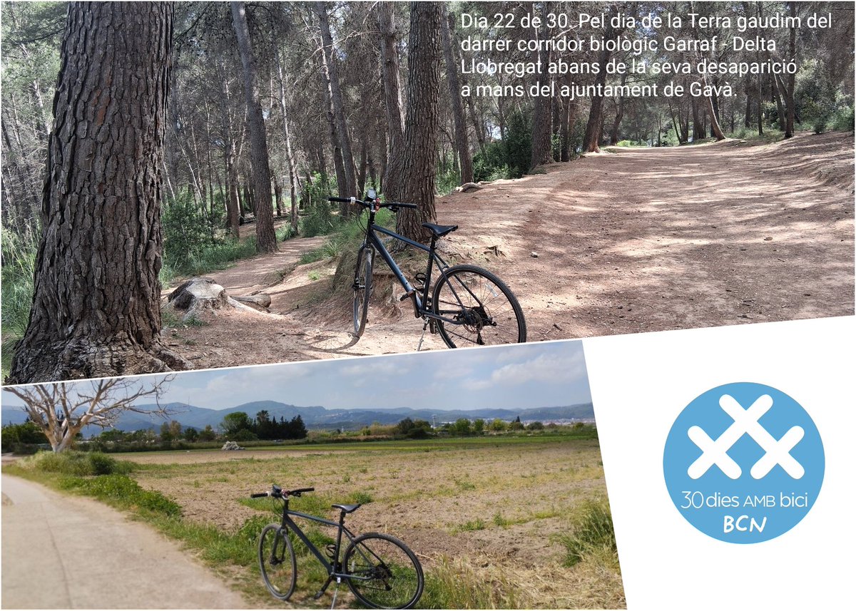 jairoalonso's tweet photo. Dia 22 de 30. Sembla maravellos el meu recorregut cap a la feina pels camins del darrer corridor biològic Garraf - Delta del Llobregat per celebrar el #diadelaterra. Pero està massa lluny de la realitat pel que avui està fent #Gavà amb el Pla de Ponent #AMBbici #30DiesAmbBici https://t.co/pGiLjNuFR1