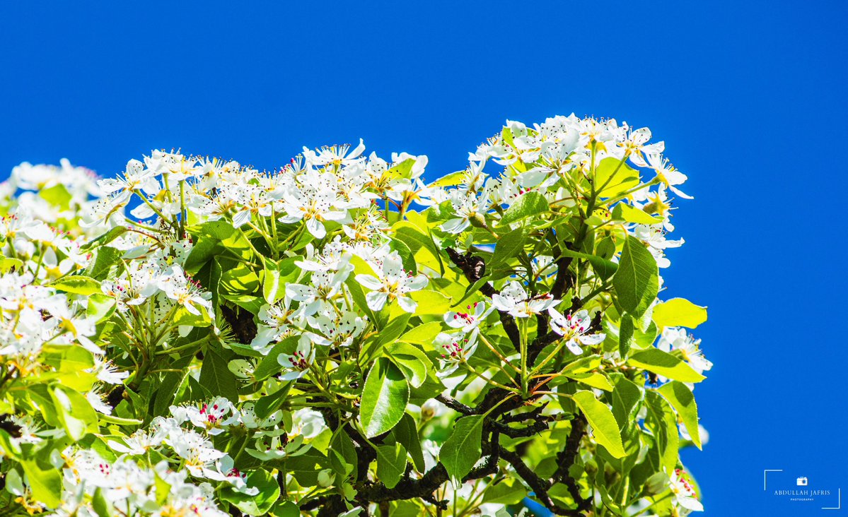 abdullahj's tweet image. A different pear-ception 🍐

📍Cabot Tower, Brandon Hill, Bristol, UK 🇬🇧 

#photography #flower #blossoms #spring #sunshine #summer #blueskies #nature #uk #england #flowers #gardens #pov #pear #cherry #flora #sunlight #travel #bristol #visitengland #visitbristol #tb #explore