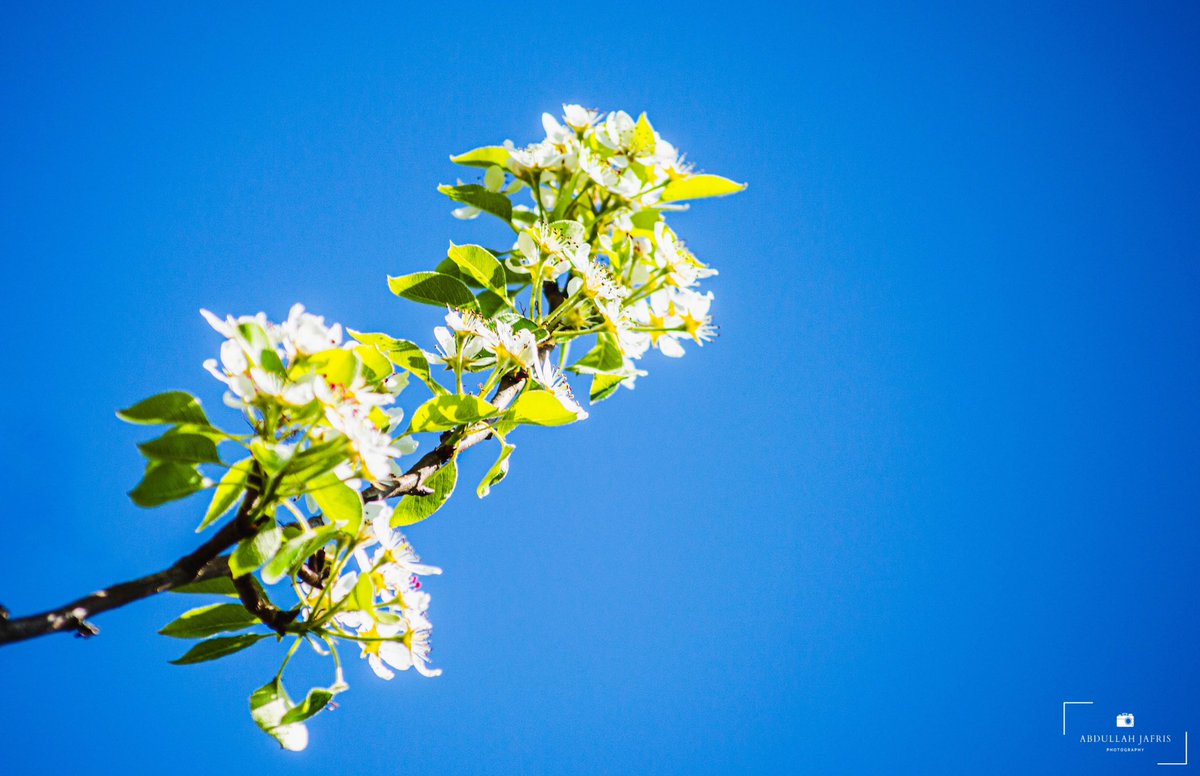 abdullahj's tweet image. A different pear-ception 🍐

📍Cabot Tower, Brandon Hill, Bristol, UK 🇬🇧 

#photography #flower #blossoms #spring #sunshine #summer #blueskies #nature #uk #england #flowers #gardens #pov #pear #cherry #flora #sunlight #travel #bristol #visitengland #visitbristol #tb #explore