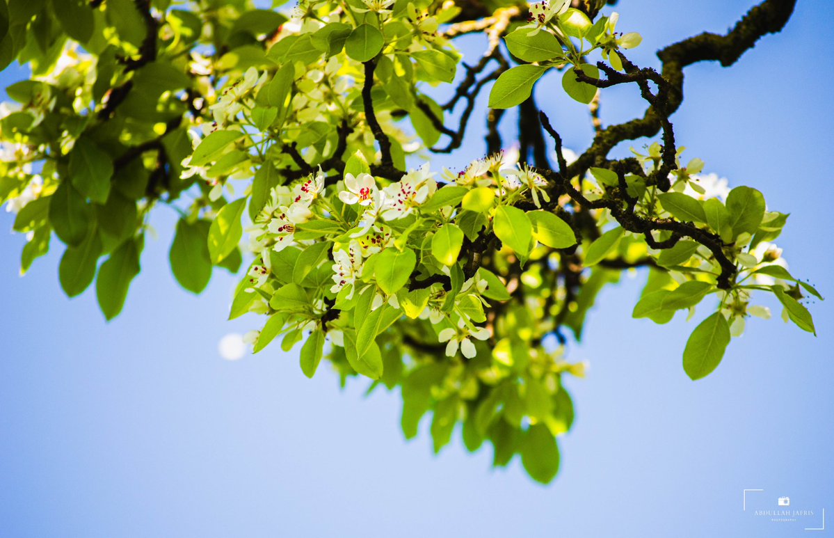 abdullahj's tweet image. A different pear-ception 🍐

📍Cabot Tower, Brandon Hill, Bristol, UK 🇬🇧 

#photography #flower #blossoms #spring #sunshine #summer #blueskies #nature #uk #england #flowers #gardens #pov #pear #cherry #flora #sunlight #travel #bristol #visitengland #visitbristol #tb #explore