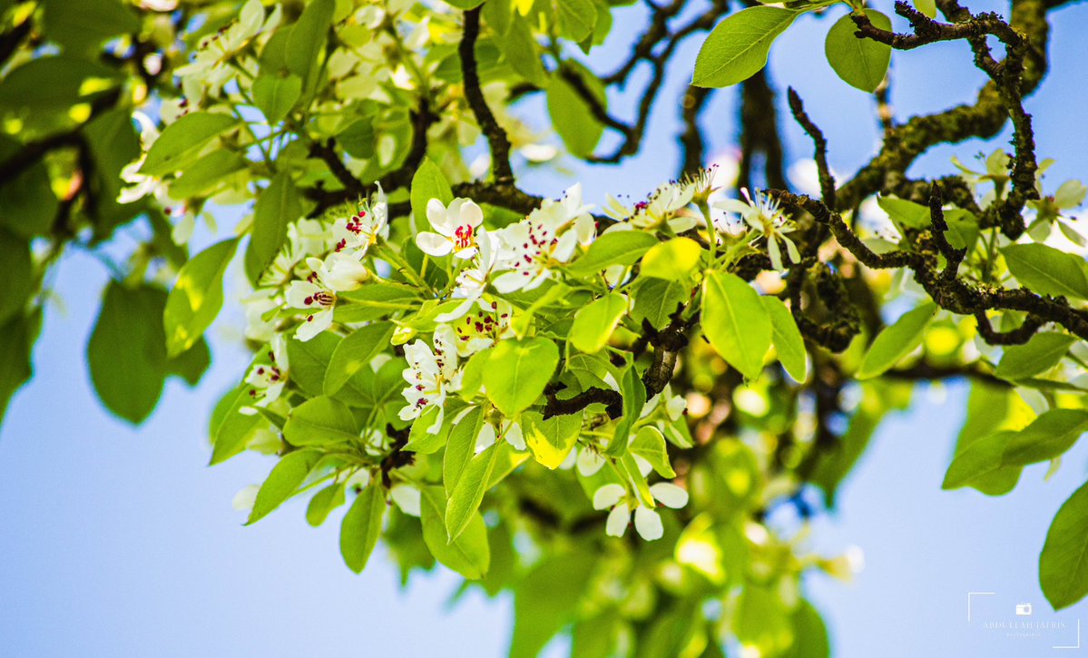 abdullahj's tweet image. A different pear-ception 🍐

📍Cabot Tower, Brandon Hill, Bristol, UK 🇬🇧 

#photography #flower #blossoms #spring #sunshine #summer #blueskies #nature #uk #england #flowers #gardens #pov #pear #cherry #flora #sunlight #travel #bristol #visitengland #visitbristol #tb #explore