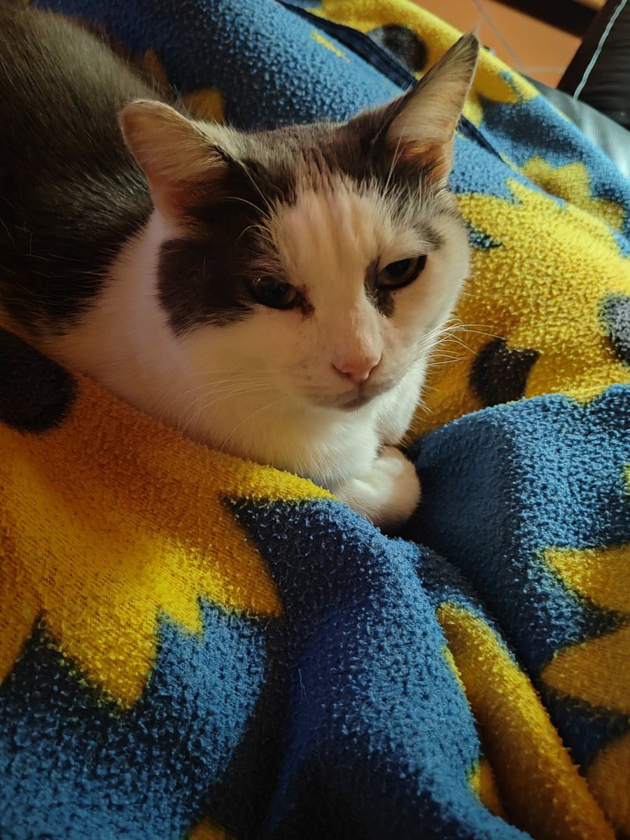 Lucia Tassan Mangina tweet media