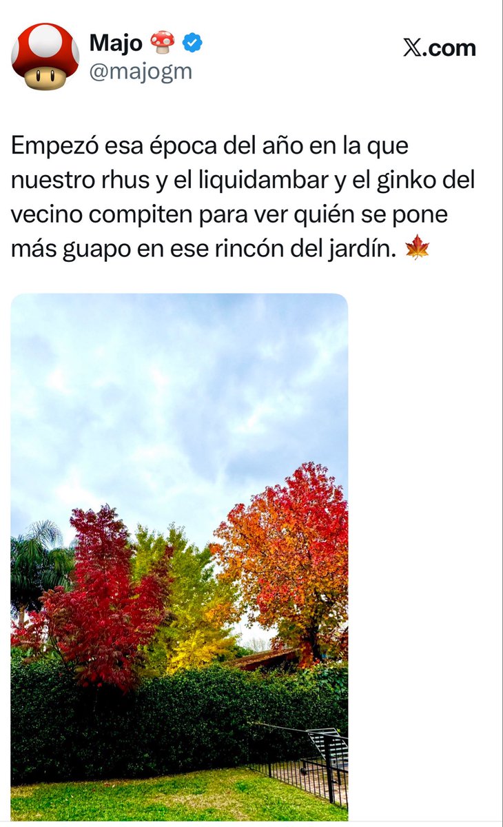 Majo 🍄 tweet media