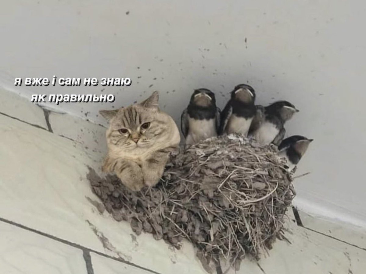 stepanivna_'s tweet photo. https://t.co/VstsOOWiRn