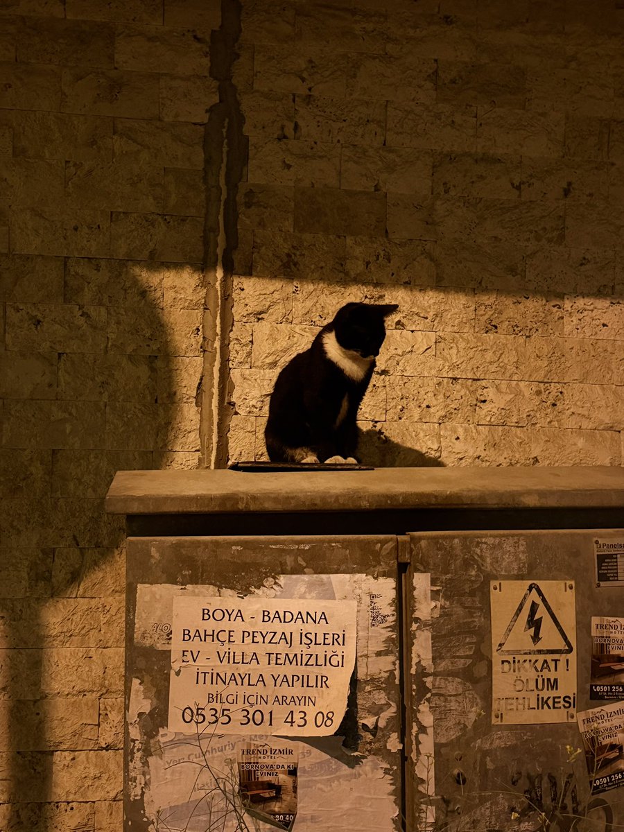 strider__'s tweet photo. Utanmıyor musunuz SGK’sız kedi çalıştırmaya, yatacak yeriniz yok be! https://t.co/J0cXFxQ9jA