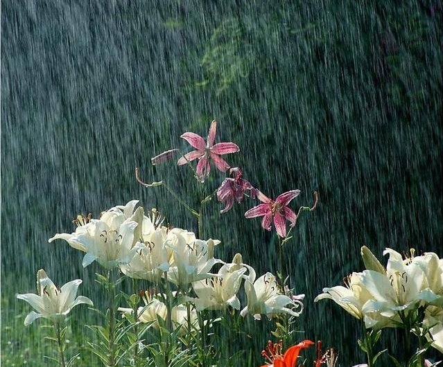 𝑓𝑙𝑜𝑟𝑎 tweet media