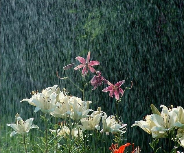 𝑓𝑙𝑜𝑟𝑎 tweet media