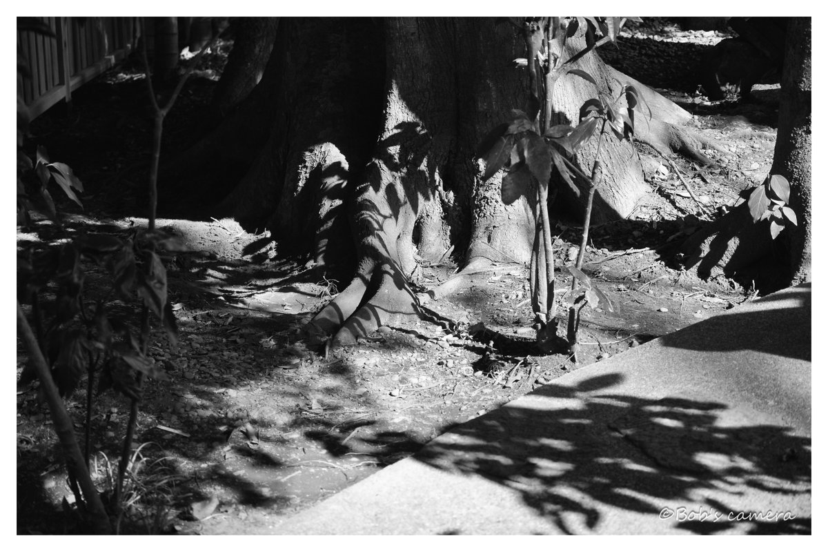 よボブ tweet media