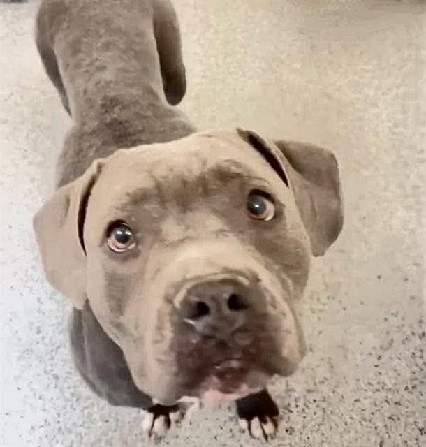 PawsnTails4TX's tweet image. 💔😭🌈 Time ran out and LADY BLUE’S life was very short! We will never know her past life or what her future might of held for her because Harris County killed her today! I was really not expecting this, so very sorry sweet puppy! 
🌈😭💔#RIP LADY BLUE 
#NoOneCame