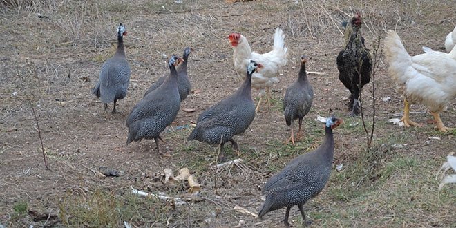 Tavuk kısacası KENE, AKREP, BÖCEK, YILAN, KERTENKELE ve birçok haşerat yok edicidir ....
Fakat bahçemde köpek beslediğimde ceza yok  ama TAVUK beslersem CEZA yazılıyor.. garip bi dünyadayız  enteresan 🙄