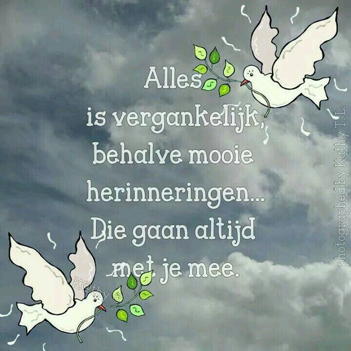 Tabby Asus🙏🇳🇱🆘️🇳🇱🙏 tweet media