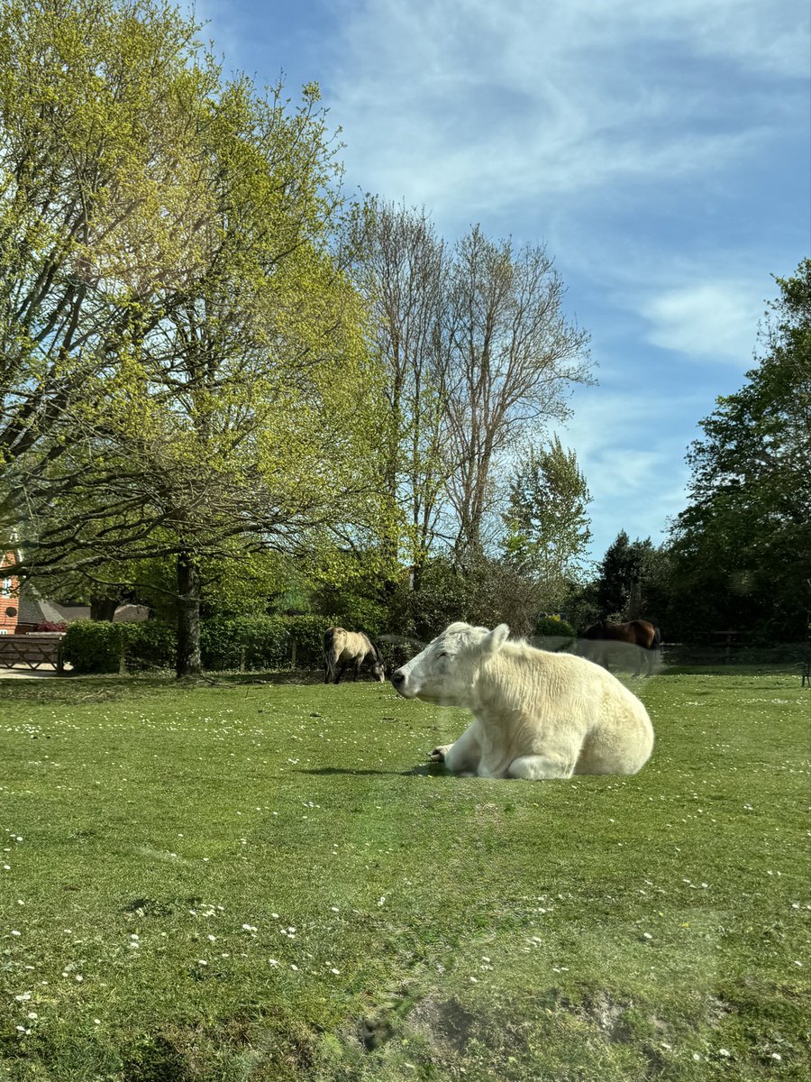 jbecole's tweet image. Another loved drive home from shopping today #NewForest