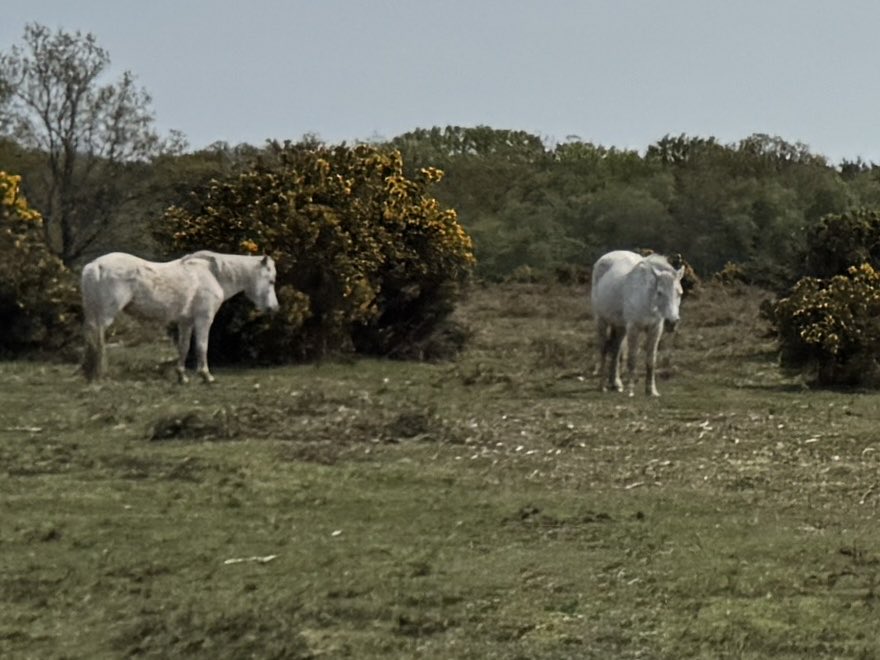 jbecole's tweet image. Another loved drive home from shopping today #NewForest