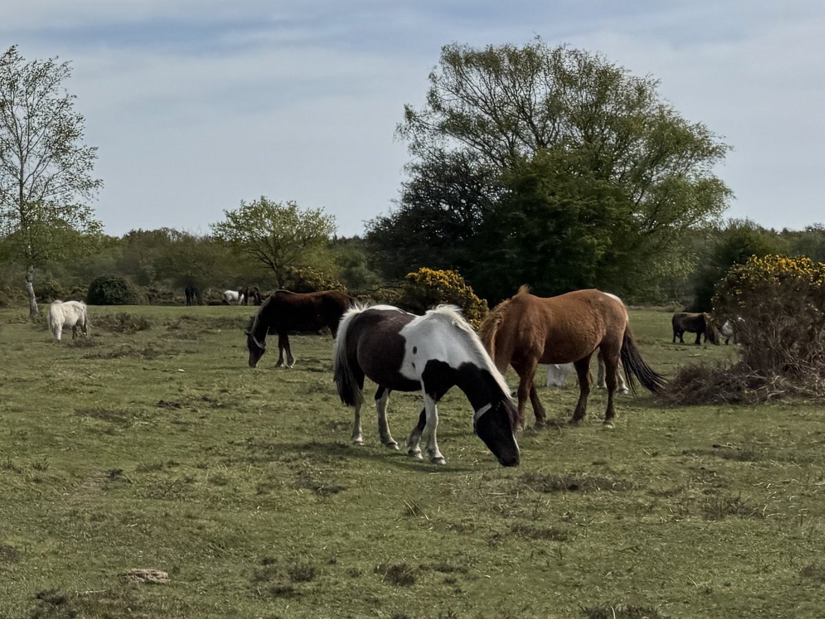 jbecole's tweet image. Another loved drive home from shopping today #NewForest