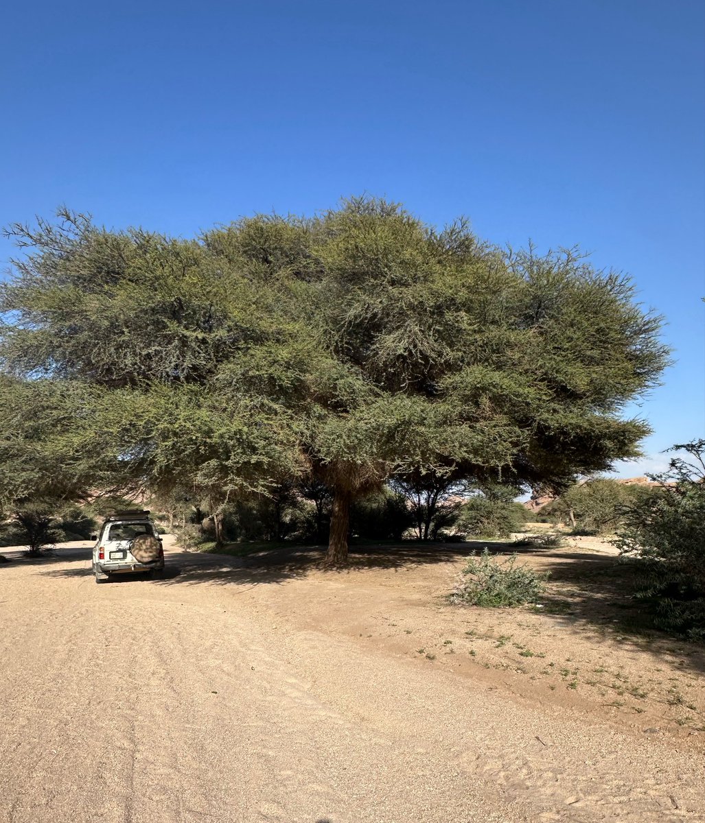 سبحان الله:
طلحة في قطن ربما لايقاربها في الضخامة طلحة أخرى ذات ساق واحدة وعمرها ليس بعشرات ولا مئات بل لا استبعد أنه بآلاف السنين والسائر في ظلها أثناء الظهيرة يُخشى عليه من تضييع رَحْله إذا لم يسجل إحداثياته والصور هنا لا تعبر عن واقعها الحقيقي فلاتفوتكم زيارتها👇