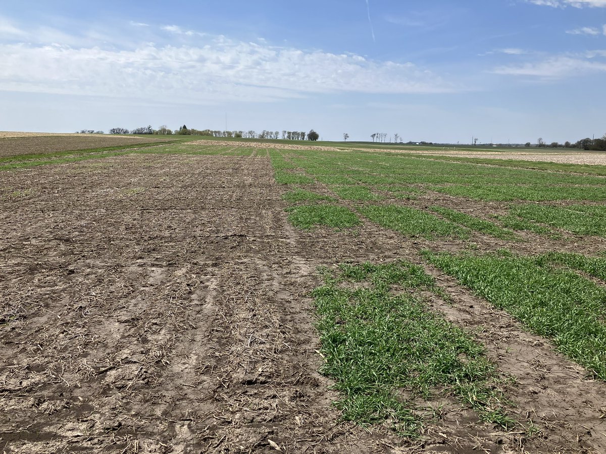 RPMcrops's tweet photo. Confirmed.  Winter barley doesn’t like MN winters https://t.co/D2XFx3D06t