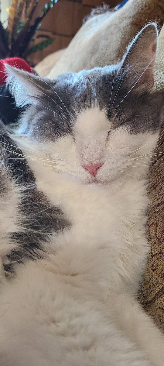 Psyberius tweet media